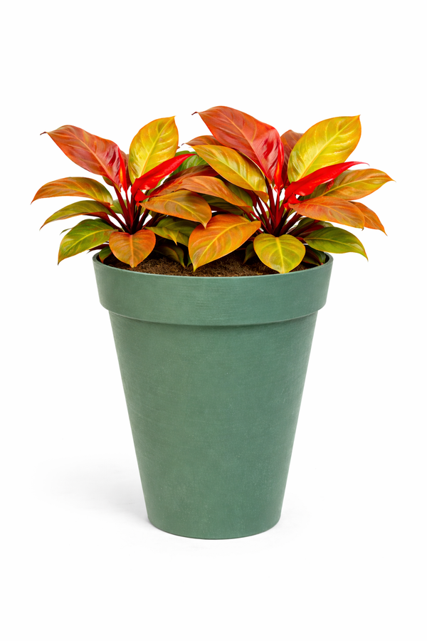 PHILODENDRON ORANGE IN TIME DIAM. 30 CM 3 PLANTS