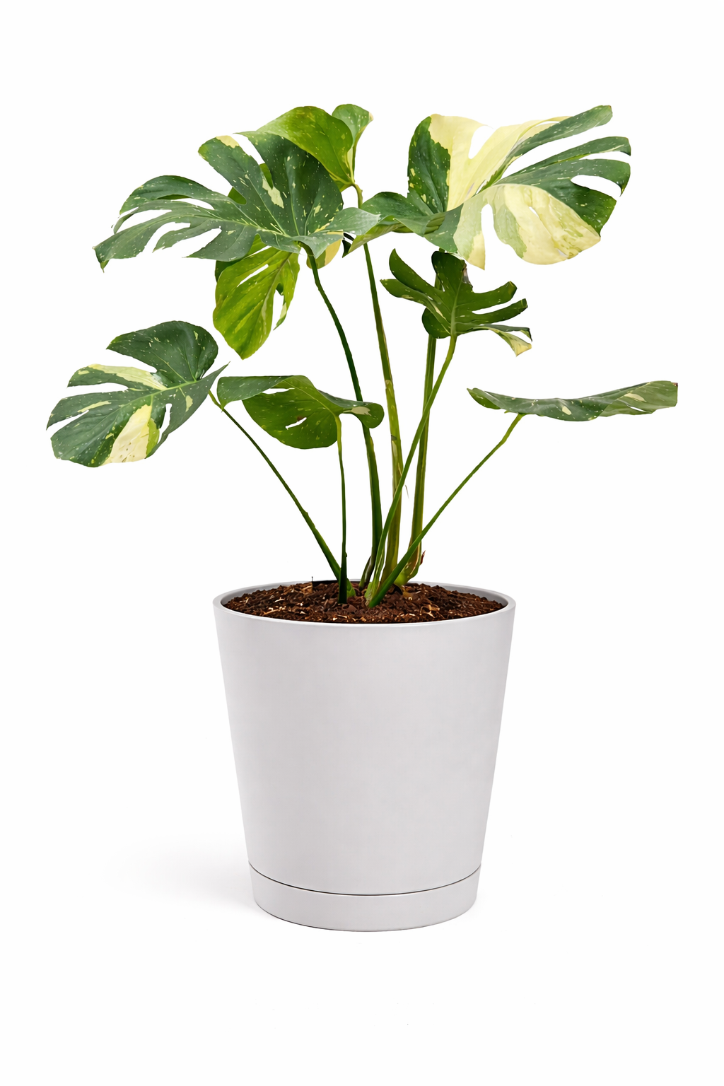 MONSTERA THAI CONSTELLATION IN ORIONE D. 19