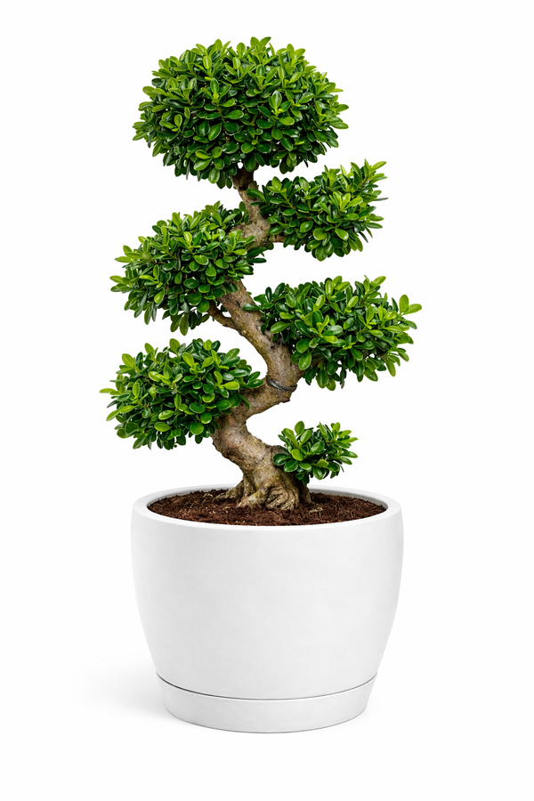 BONSAI S SHAPE 70/80 IN HERA