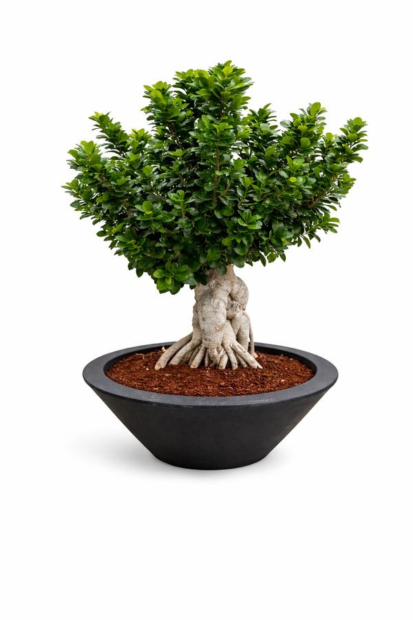 Bonsaï Ginseng 3000g dans un bol de 60cm