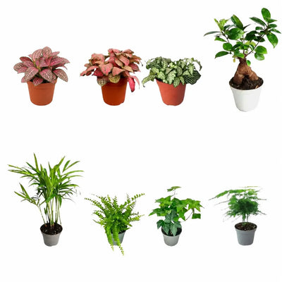 Set mit 8 tropischen grünen Pflanzen für Terrarien