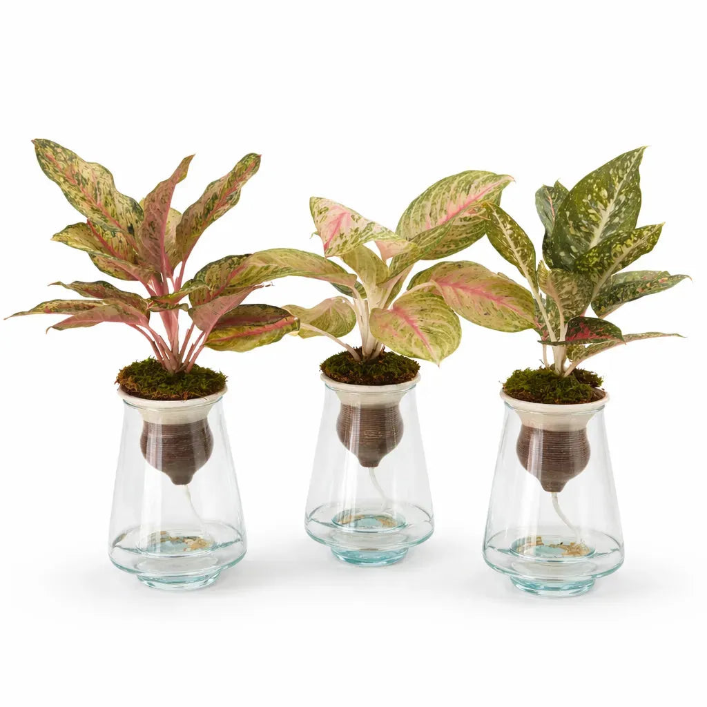 Aglaonema Idrocoltura Mix con foglie variegate in cono di terracotta e vaso di vetro