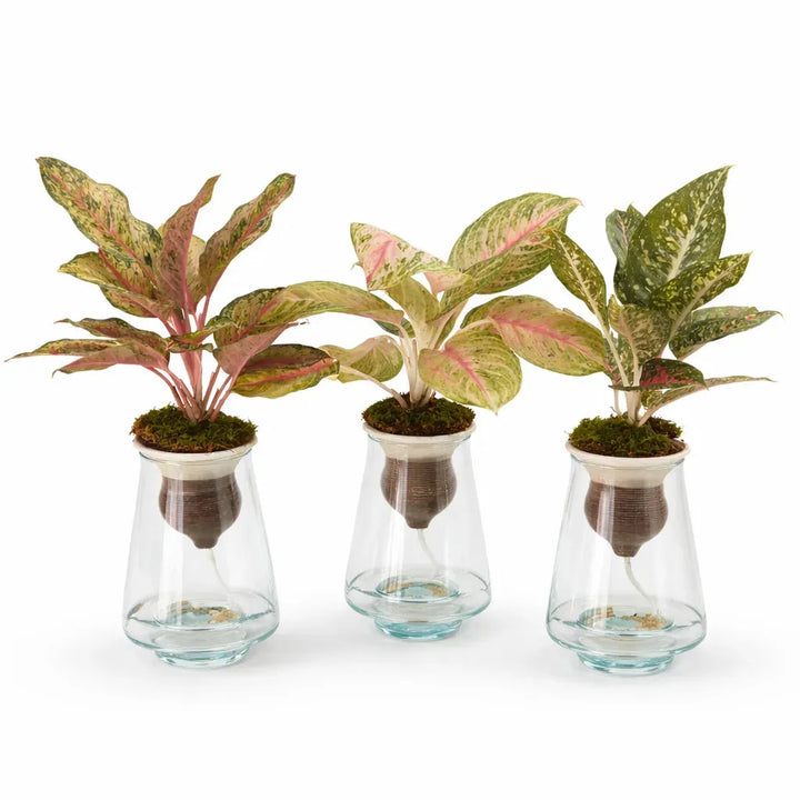 Aglaonema Idrocoltura Mix con foglie variegate in cono di terracotta e vaso di vetro