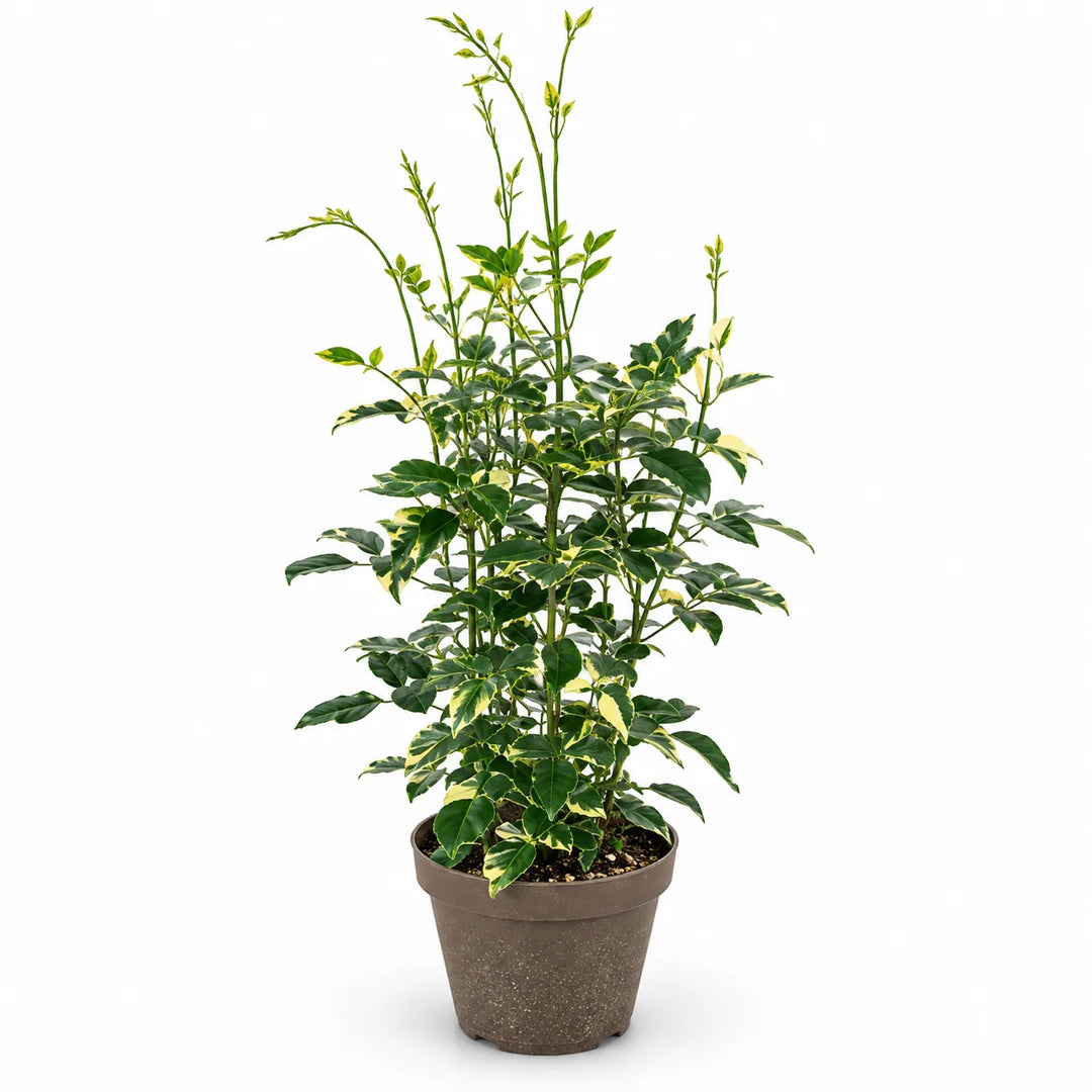 Pandora jasminoide variegata D.22 H.70 cm