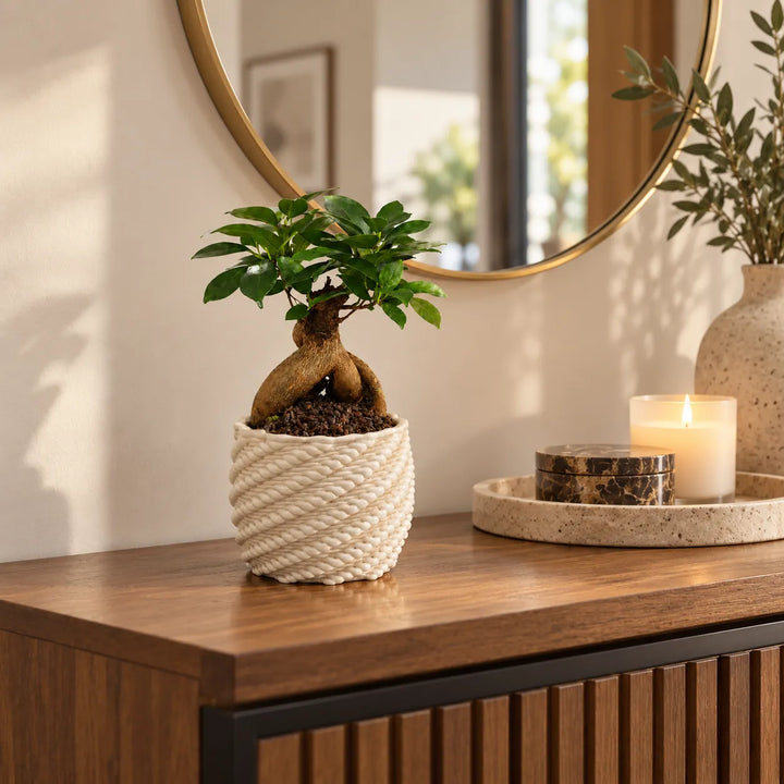 Bonsai Ficus Ginseng con radici aeree e chioma compatta in vaso Carina in argilla