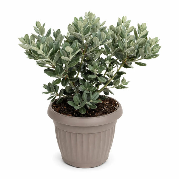 Metrosideros Excelsa in Vaso D.18 H.30 cm