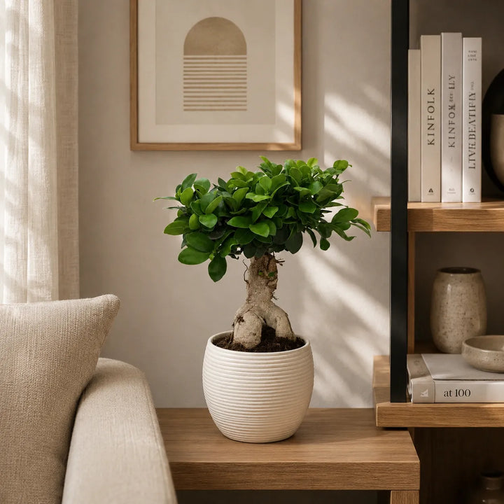 Bonsái ficus ginseng en maceta Sally D.17 H.40 cm
