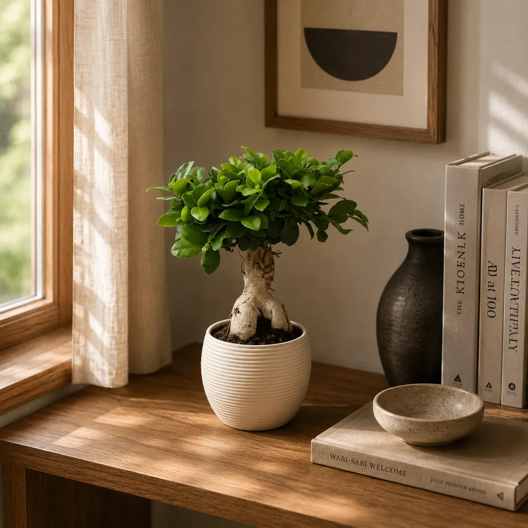 Bonsái ficus ginseng en maceta Sally D.17 H.40 cm