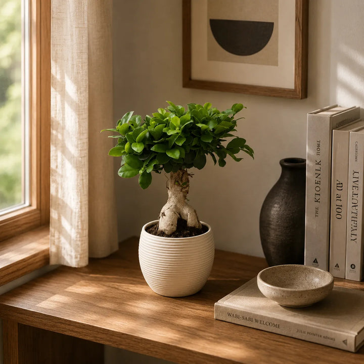 Bonsái ficus ginseng en maceta Sally D.17 H.40 cm