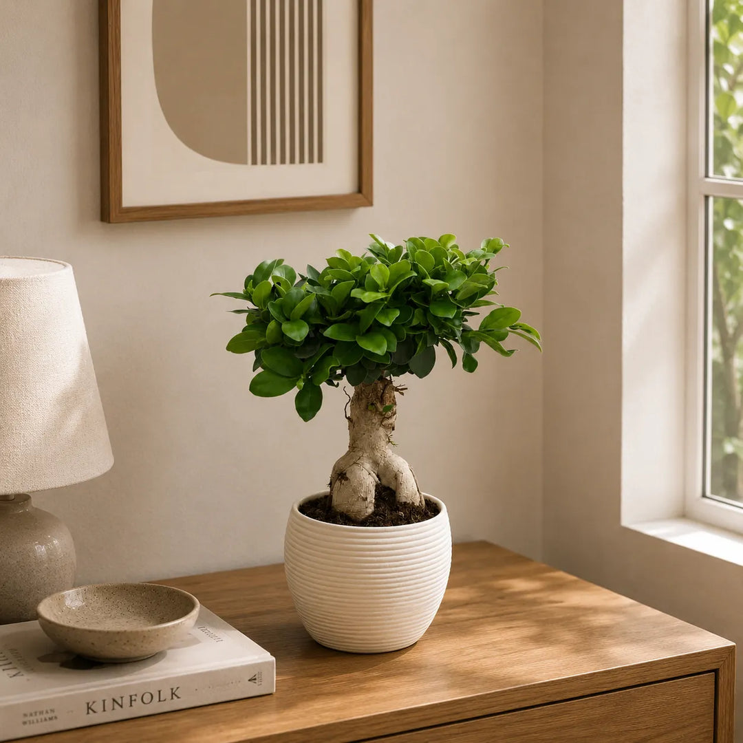 Bonsái ficus ginseng en maceta Sally D.17 H.40 cm