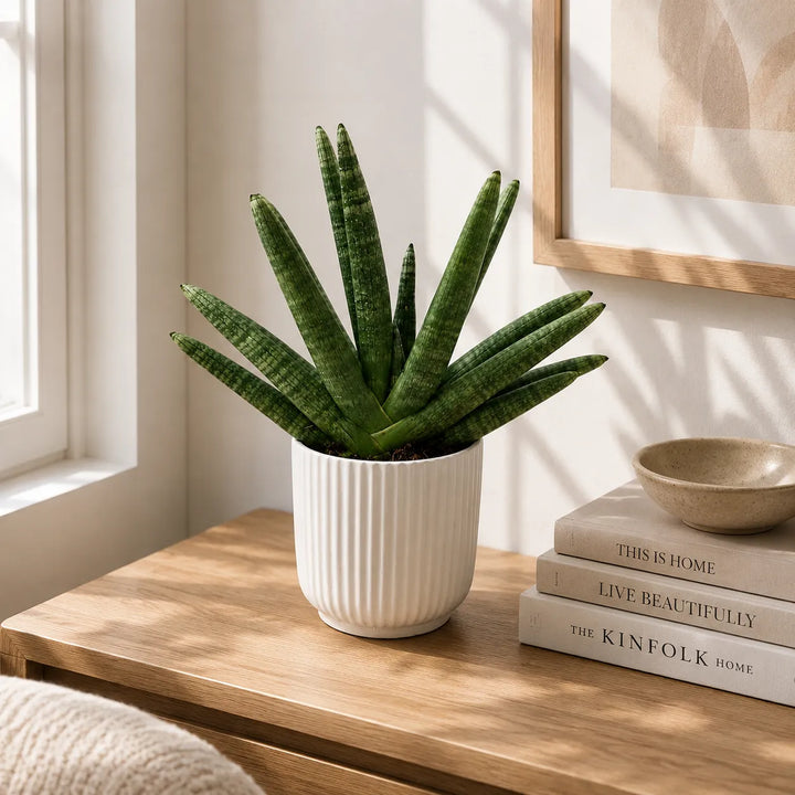Sansevieria swasdii in vaso Pitti  D.15 H.40 cm
