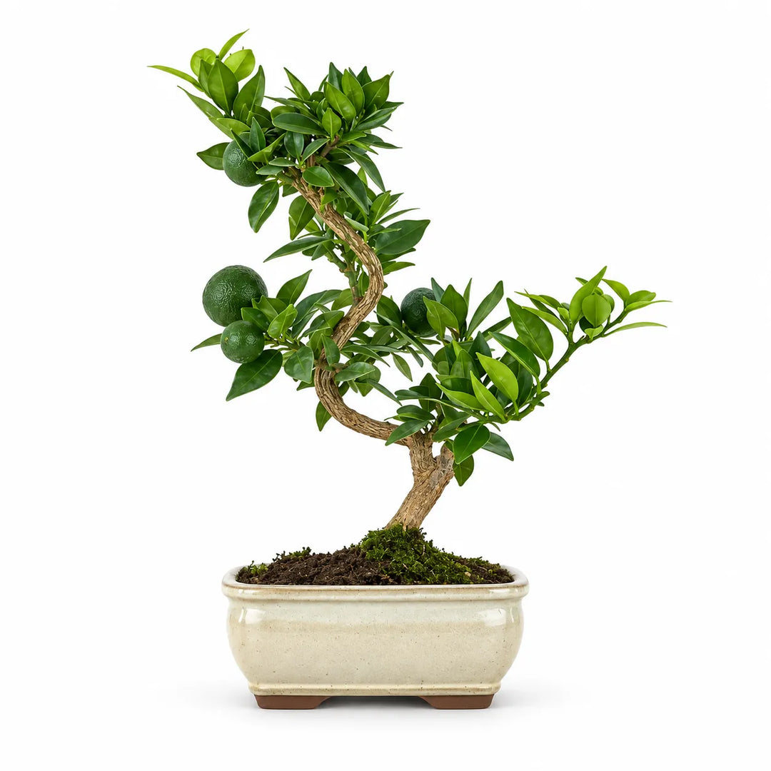 7-Year-Old Citrus myrtifolia (Chinotto) Bonsai - Premium Collection