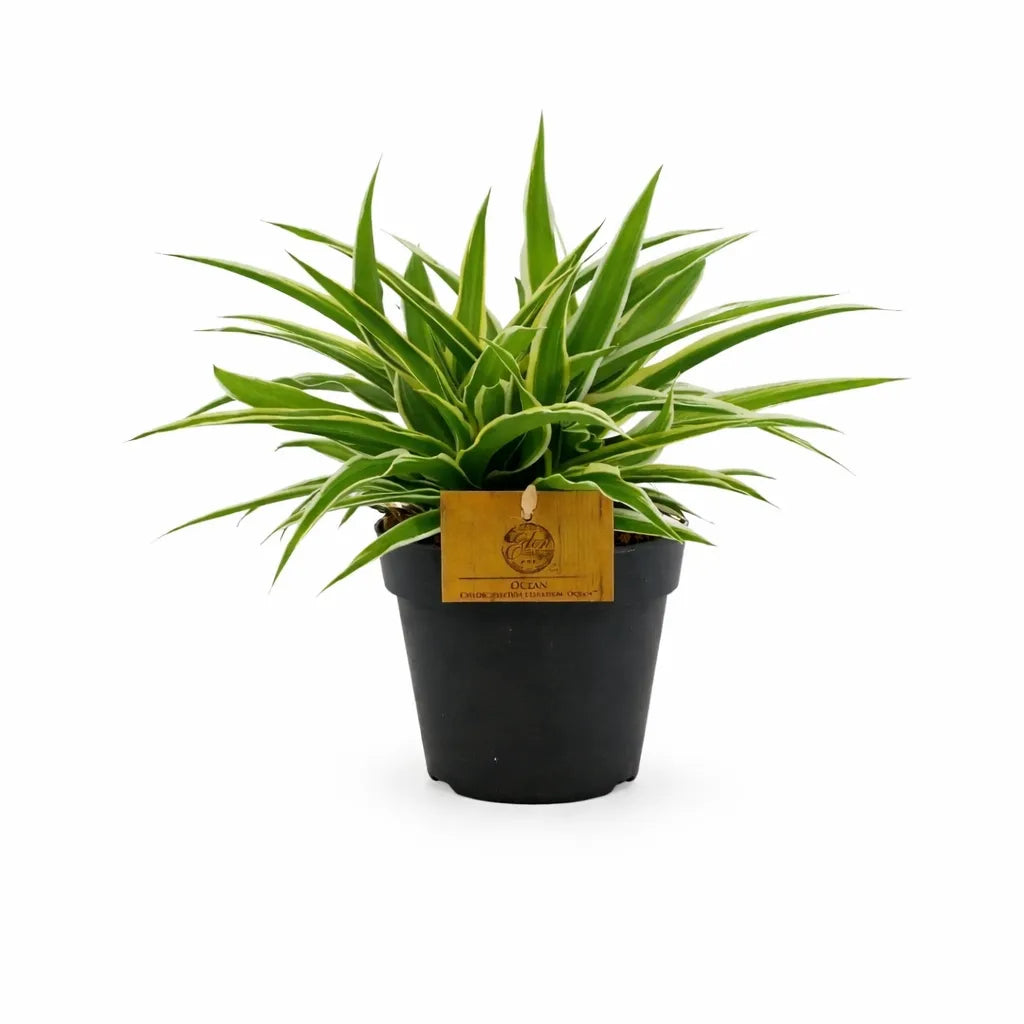 Pianta Chlorophytum Ocean con foglie verdi e bordi chiari in vaso da coltivazione