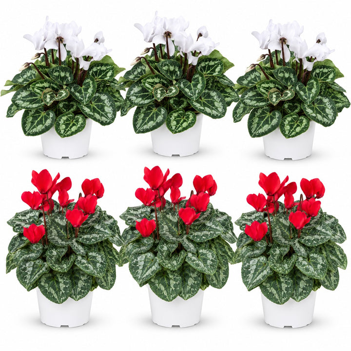 Set di 6 ciclamini in vaso bianco da coltivazione, 3 con fiori rossi e 3 con fiori bianchi, su sfondo bianco