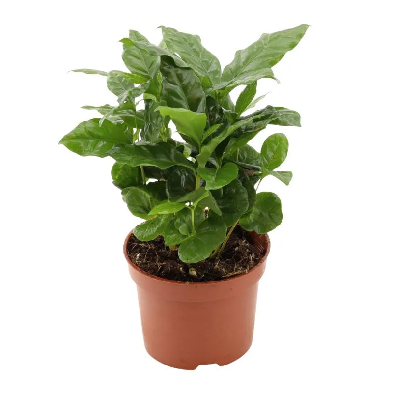 Coffea Arabica d. 12