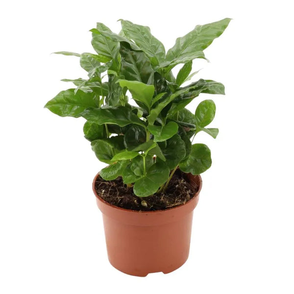 Coffea Arabica d. 12