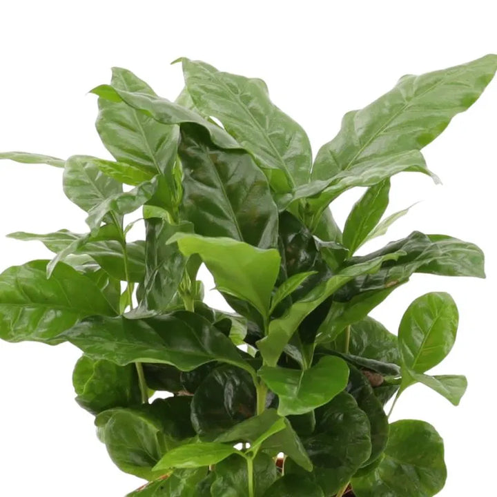 Coffea Arabica d. 12