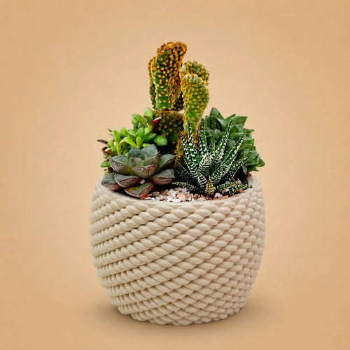 Composizione DesertiKa Carina con cactus, Haworthia zebra e succulente in vaso intrecciato avorio
