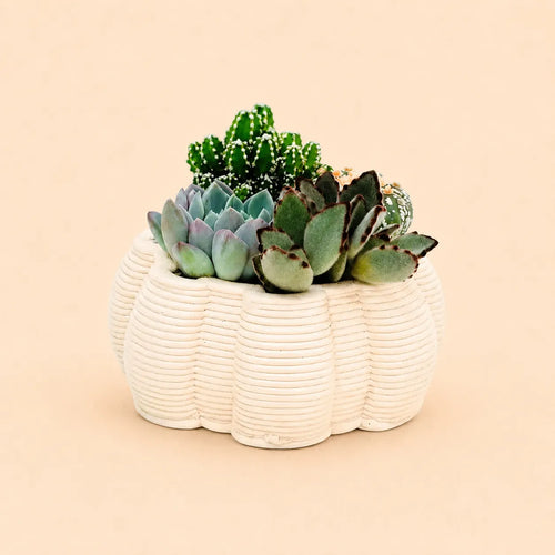 Composizione di piante grasse e cactus in vaso di ceramica Made in Italy Iris bianco da 13 cm