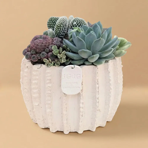 Composizione di piante grasse Dafne alta 25 cm in vaso bianco su sfondo beige