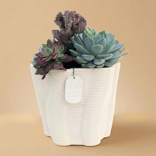 Composizione di piante grasse in vaso Venezia bianco su sfondo beige