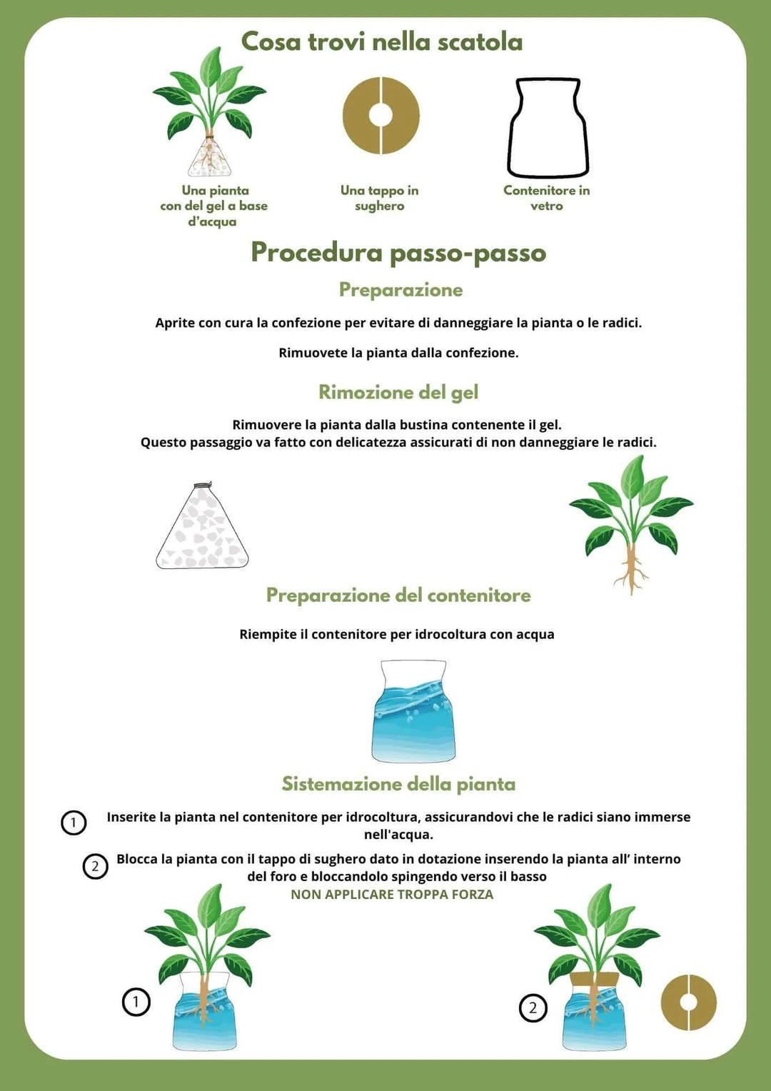 Infografica con istruzioni passo-passo per l’installazione di una pianta in idrocultura: cosa contiene la scatola (pianta, tappo in sughero, vaso in vetro) e come posizionarla correttamente nel contenitore con acqua.