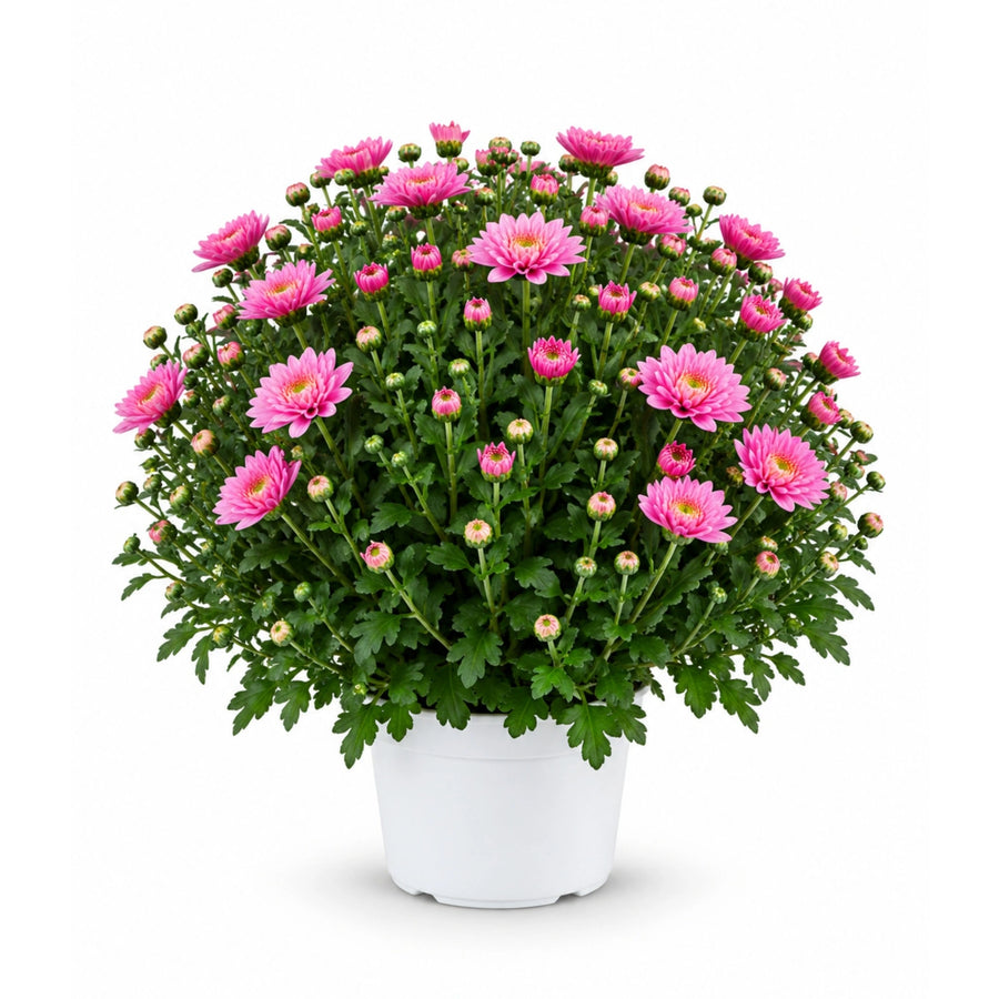 Crisantemo rosa in vaso bianco da coltivazione, con chioma compatta, numerosi fiori rosa e boccioli, ideale per decorare balconi, terrazzi e giardini.