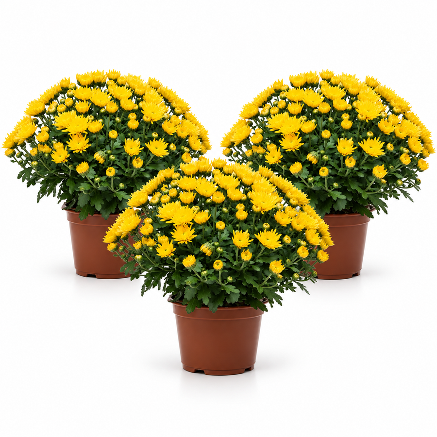 Set di 3 piante di crisantemo giallo in vasi di plastica da coltivazione, con fiori e boccioli, su sfondo bianco