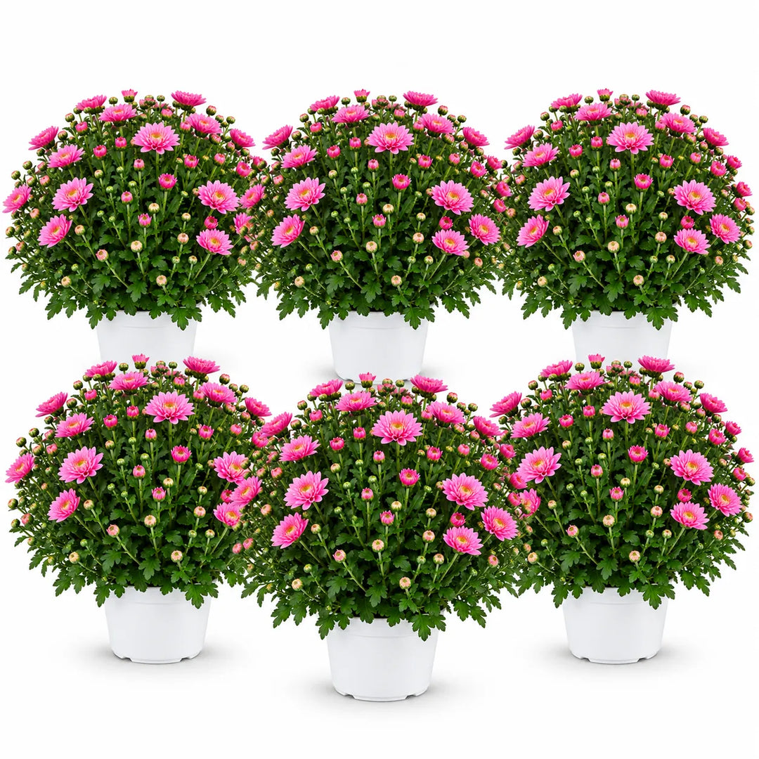 Set di 6 piante di crisantemo rosa in vasi bianchi da coltivazione, con fogliame verde e abbondante fioritura su sfondo bianco