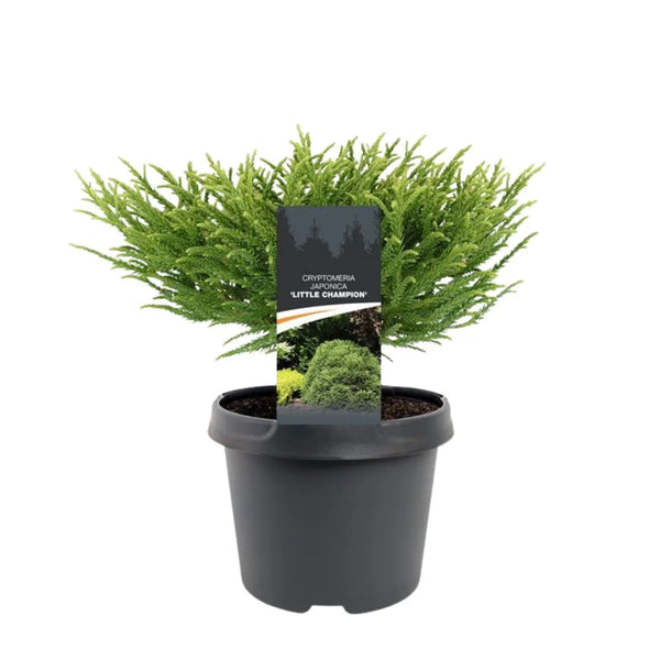 Cryptomeria japonica Little Champion H.30 cm