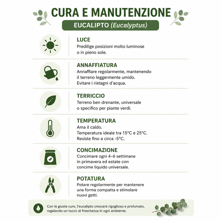 scheda cura e manutenzione eucalipto irrigazione luce temperatura e potatura