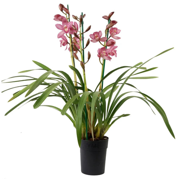 Cymbidium Piccobello rosa 3-4 steli H.60