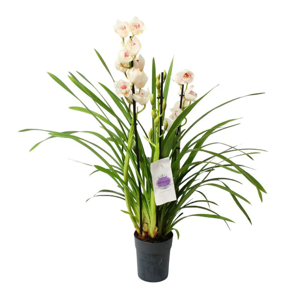 Cymbidium Bianco 3-4 Stiele H.75 cm