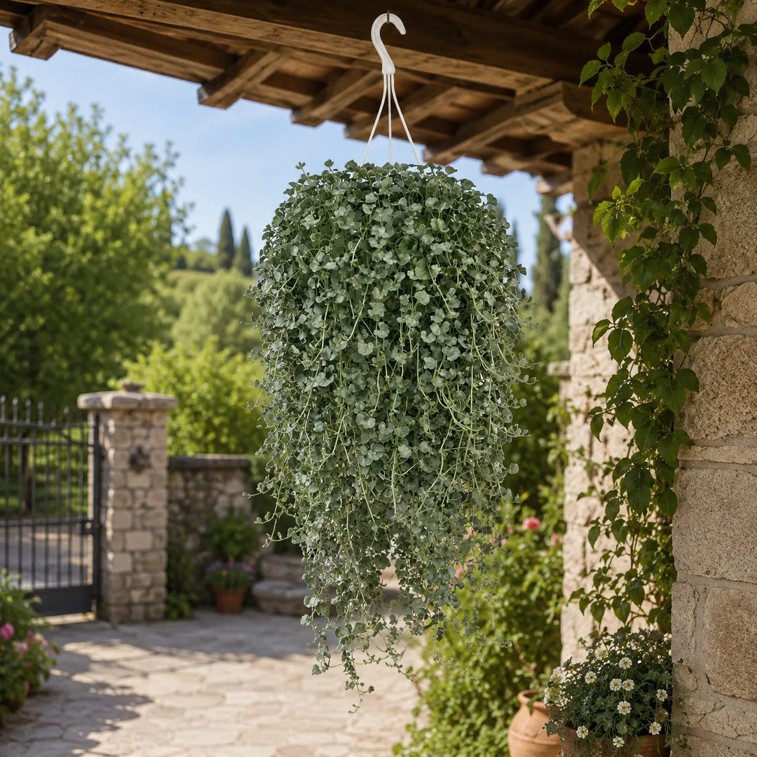 Dichondra argentea Silver Falls con lunghe cascate di foglie argentate in basket sospeso, ideale per pergolati, terrazzi e giardini.