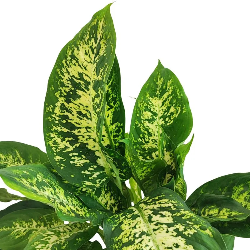Dieffenbachia Compacta - pianta da interno in un ambiente domestico