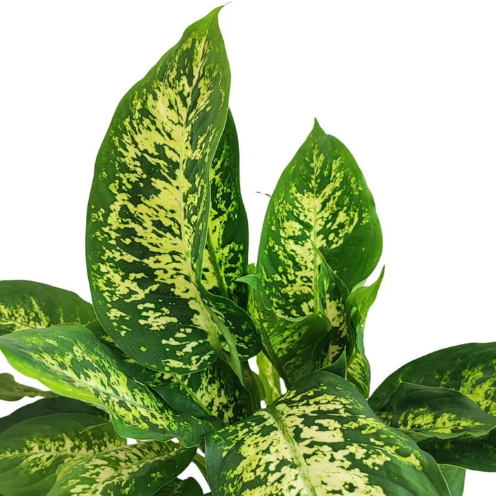 Dieffenbachia Compacta - pianta da interno in un ambiente domestico