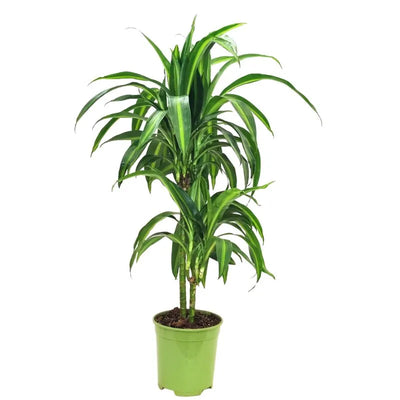 Dracaena hawaiaan sunshine D.19 Vaso plastica