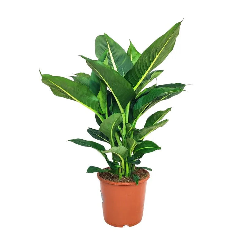 Dieffenbachia Green Magic D.17 cm Plastic pot