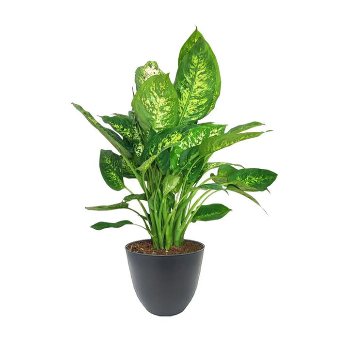 Dieffenbachia Compacta - pianta da interno in vaso antracite
