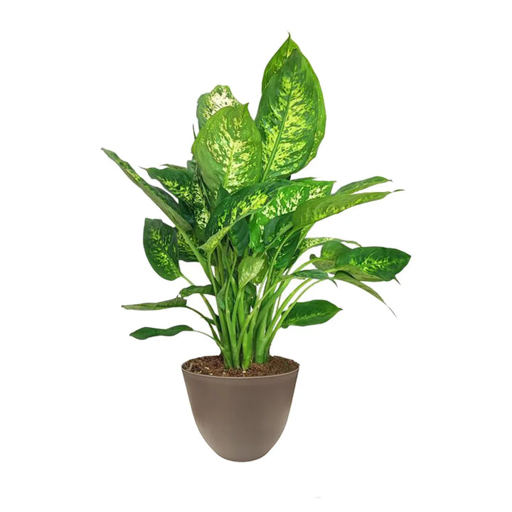 Dieffenbachia Compacta - vista ravvicinata del fusto e delle foglie