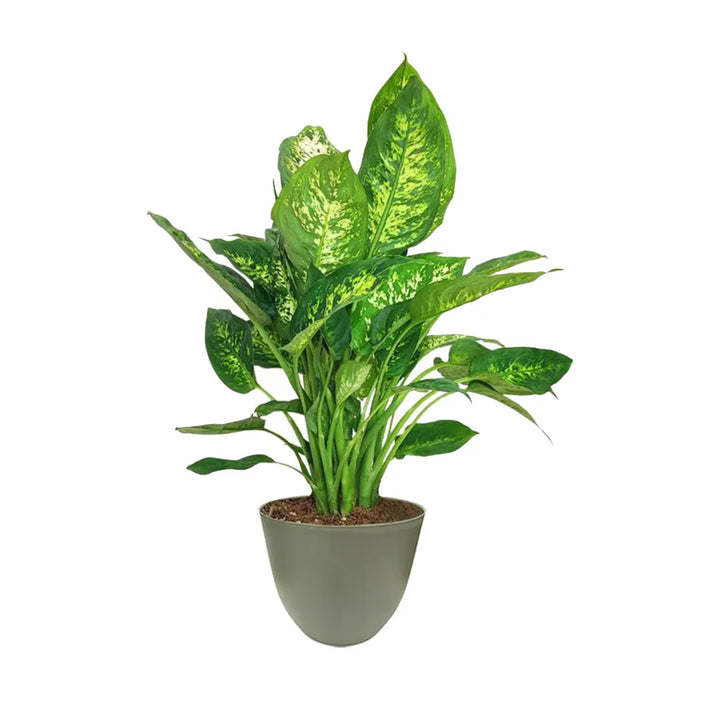 Dieffenbachia Compacta - dettaglio delle foglie verdi e chiare
