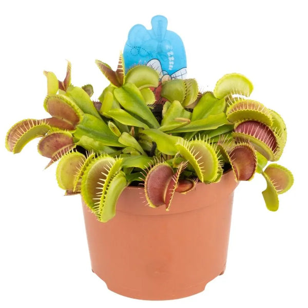 Dionaea Muscipula, plante carnivore de 12 cm de diamètre 