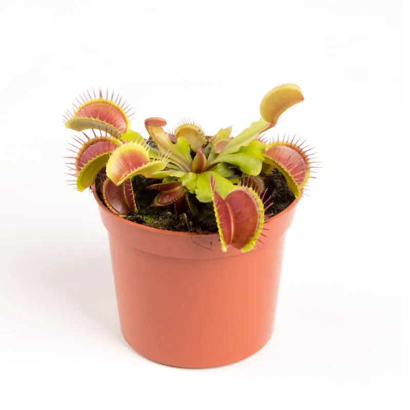 Dionée attrape-mouche plante carnivore diamètre D.8.5 cm