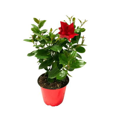 Dipladenia D.14 H.25 cm
