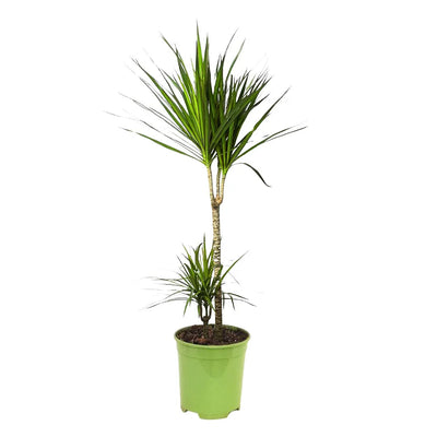 Dracaena Marginata D.21 cm Maceta de plástico
