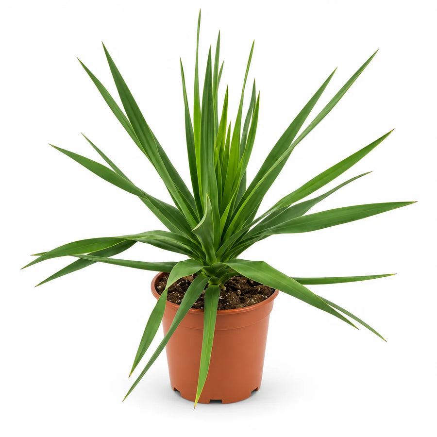 Dracaena draco in vaso da vivaio su sfondo bianco