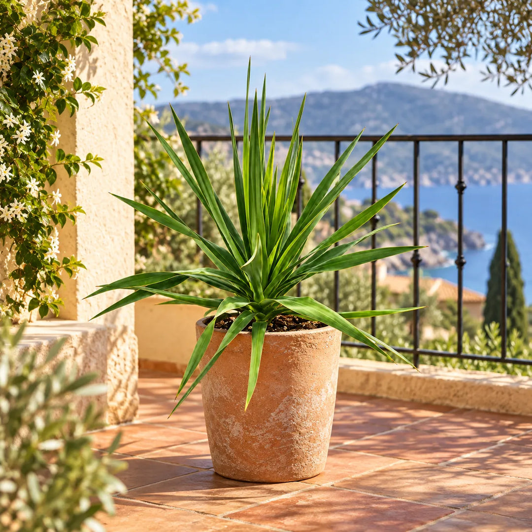 Dracaena draco in vaso decorativo su terrazzo esterno soleggiato