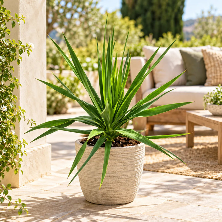 Dracaena draco in vaso decorativo su terrazzo, per arredare spazi esterni