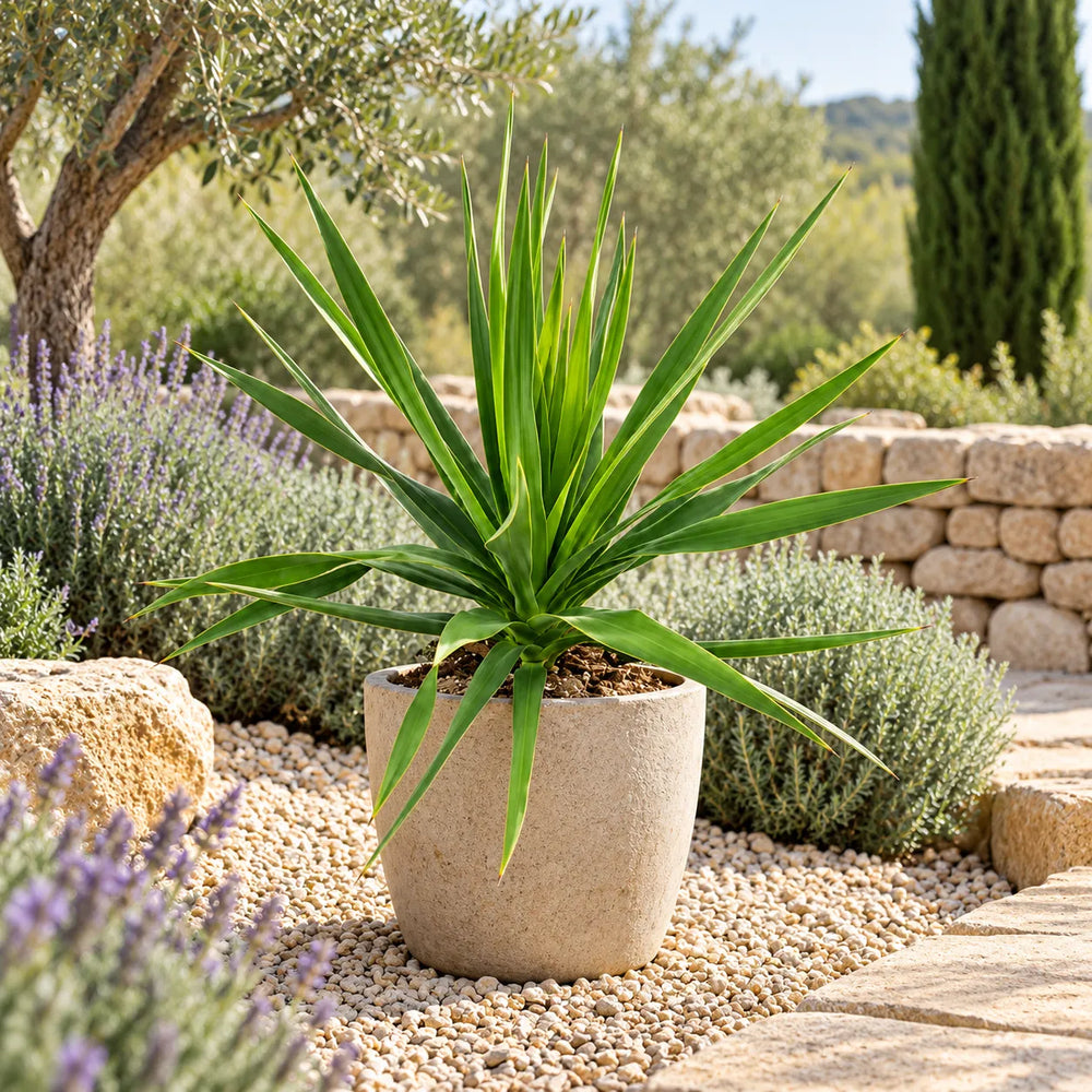 Dracaena draco in giardino mediterraneo con foglie verdi lunghe e appuntite