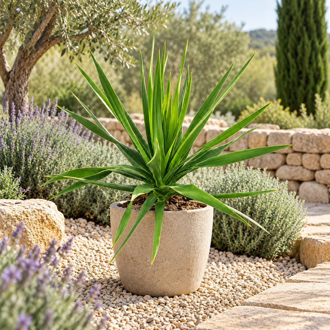 Dracaena draco in giardino mediterraneo con foglie verdi lunghe e appuntite
